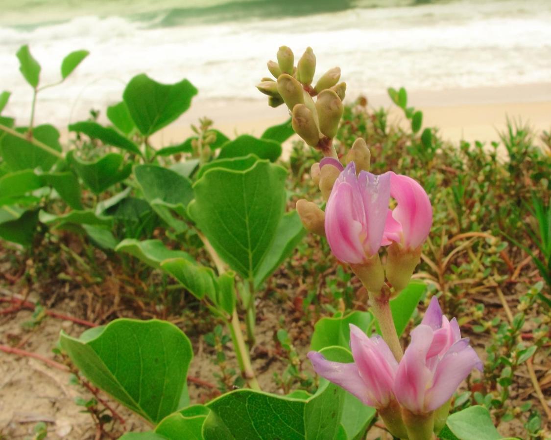 Recanto Do Encanto Florianopolis Ngoại thất bức ảnh